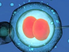 为什么冻囊胚只能移植一个，移2个是大忌？